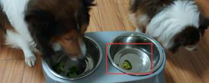 狗狗可以吃的蔬菜排名
