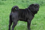 黑色巴哥犬为什么稀少，黑色代表不吉利且价格昂贵