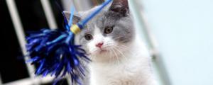 蓝白英短猫怎么看品相