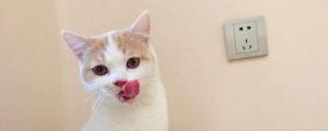 猫可以吃酸奶吗