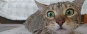 猫咪死亡前的瞳孔变化