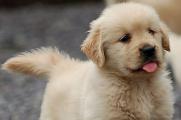 金毛幼犬可以吹空调吗，能吹但不能对着出风口吹
