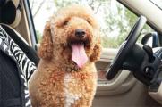 如何防止狗狗晕车，4个方法可起到预防效果