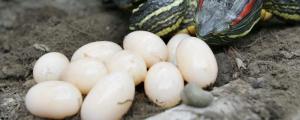 乌龟蛋孵化多少天