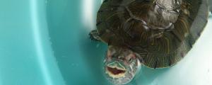 小巴西龟壳变软会死吗