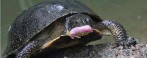 欧泽龟是深水龟吗?