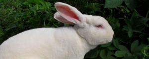 公羊兔一般长多少斤