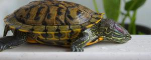 巴西龟换水注意事项
