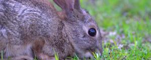 出生15天的兔子能吃什么