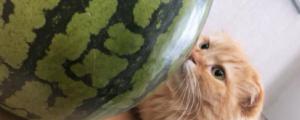 猫咪可以吃西瓜皮吗