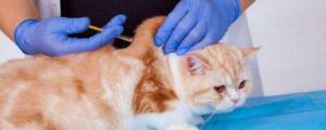 猫必须要打疫苗吗