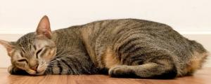 猫咪睡地板是因为热吗