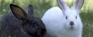 公兔子和母兔子区别