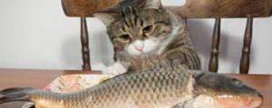 猫吃什么鱼