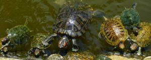乌龟不在水里能活多久