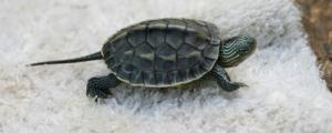 巴西龟和花龟可以一起养吗