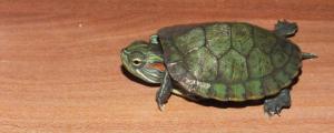 巴西龟怎么冬眠