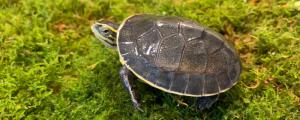安布龟能长多大