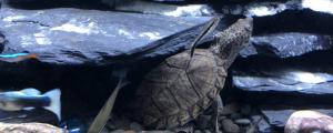 麝香龟能长多大