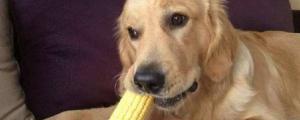 狗能吃玉米棒芯吗