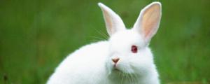 养小白兔需要注意什么