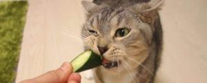 猫怕黄瓜是什么原因