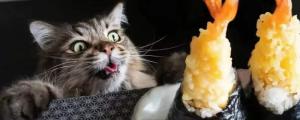 猫可以吃米饭吗