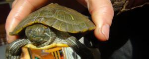 巴西龟的特征和特点