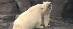 北极熊的嗅觉是狗的几倍