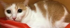 猫尿道炎能自愈吗