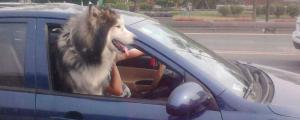 狗狗能坐副驾驶吗