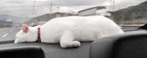猫坐私家车能坐几小时