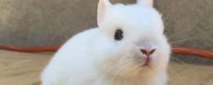 宠物兔子可不可以吃麦冬草