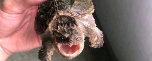 鳄龟腐皮症状