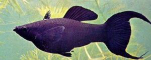 黑玛丽鱼多久繁殖一次