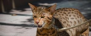 世界上最昂贵的猫咪，阿什拉一只16万其实是骗局