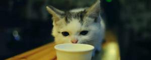 猫能喝绿豆汤吗