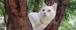 猫会爬树吗