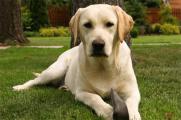 拉布拉多犬怎么训练，口令清晰要有耐心还要适当奖励