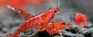 樱花虾抱卵多久生小虾