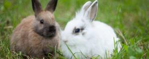 兔子耳朵辨别公母