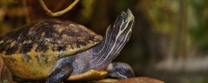 黄耳龟能冷水过冬吗