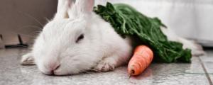 兔子喜欢吃胡萝卜吗