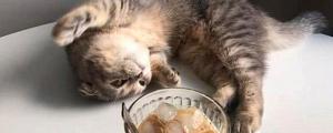 猫能喝奶茶吗