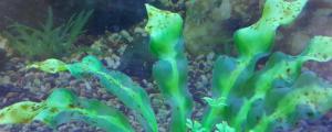 鱼缸长褐藻怎么办