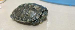 巴西龟蜕壳与腐壳区别