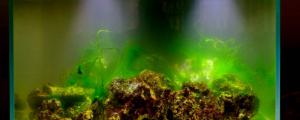 养金鱼为什么要爆藻