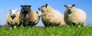 羊可以吃露水草吗