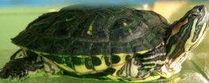 巴西龟龟壳上翘怎么回事