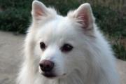 爱斯基摩犬的特点是什么，和萨摩耶都什么区别